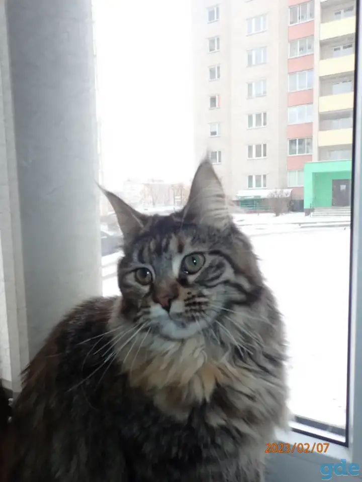 Мейн Кун, фотография 2