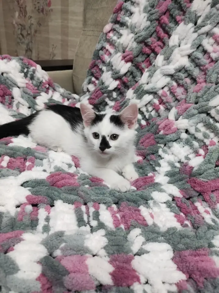 Котята в добрые руки, фотография 9