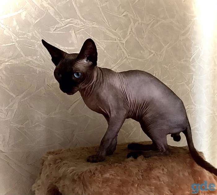 КАНАДСКИЙ СФИНКС кот приглашает на ВЯЗКУ кошечку, фотография 1