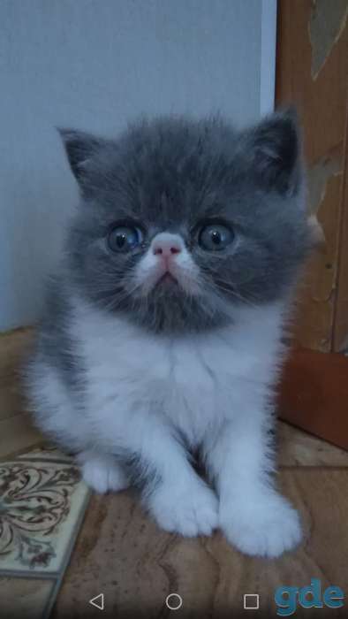 Плюшевые котики, фотография 1