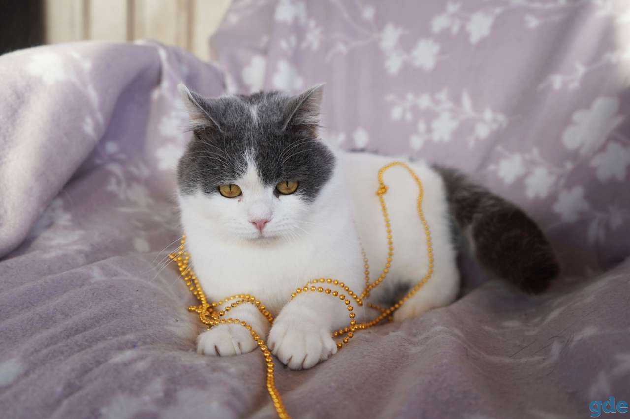 Милашик Сёма, фотография 4