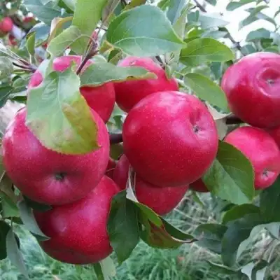 Продам саженцы яблони, фотография 4