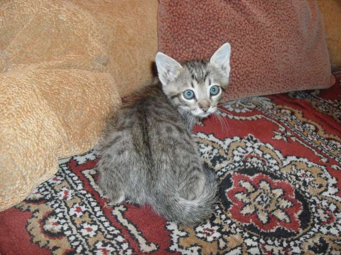Котята в добрые руки., фотография 2