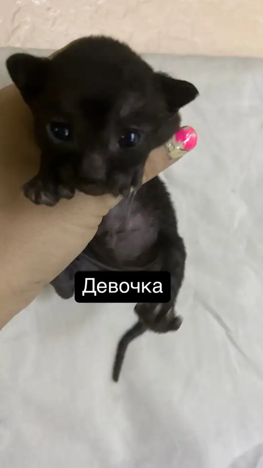 Породный Корниш-рекс, фотография 4