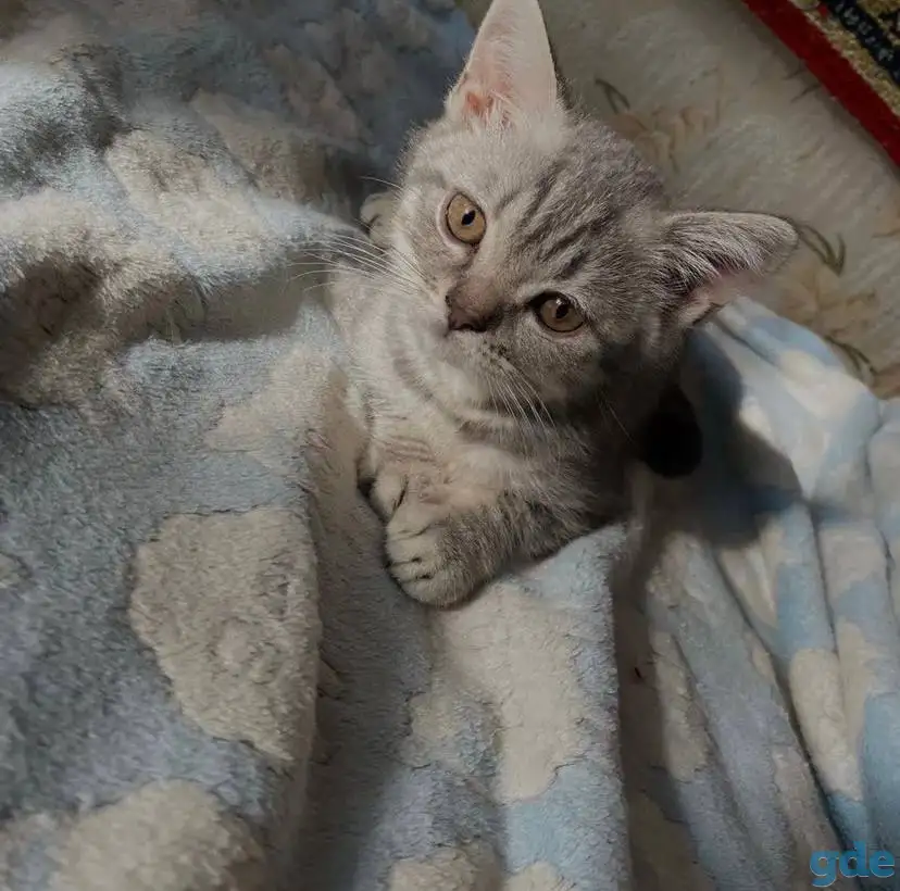 Британские котята, фотография 4