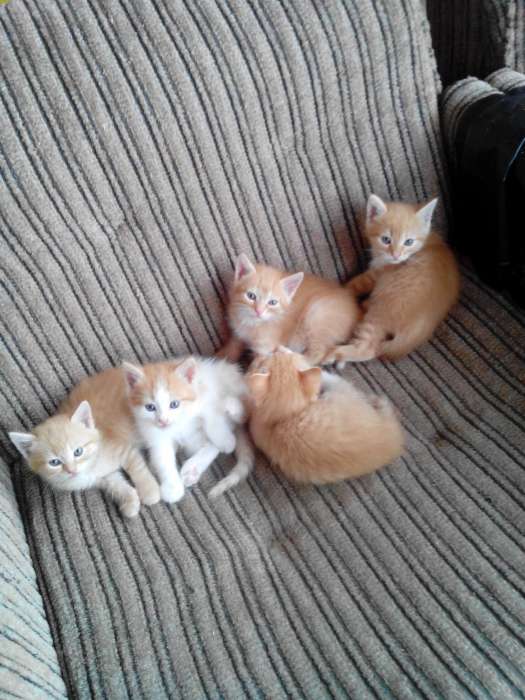 Котята в дар., фотография 2