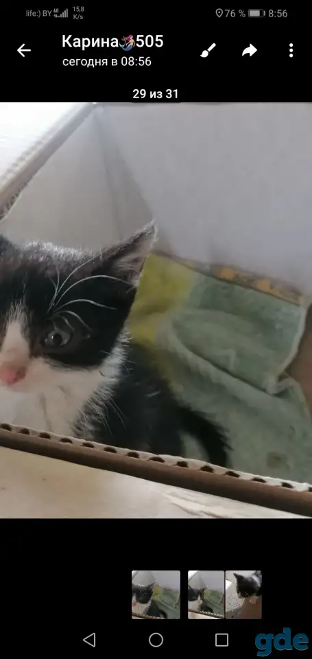 Котёнок ищет дом, фотография 1