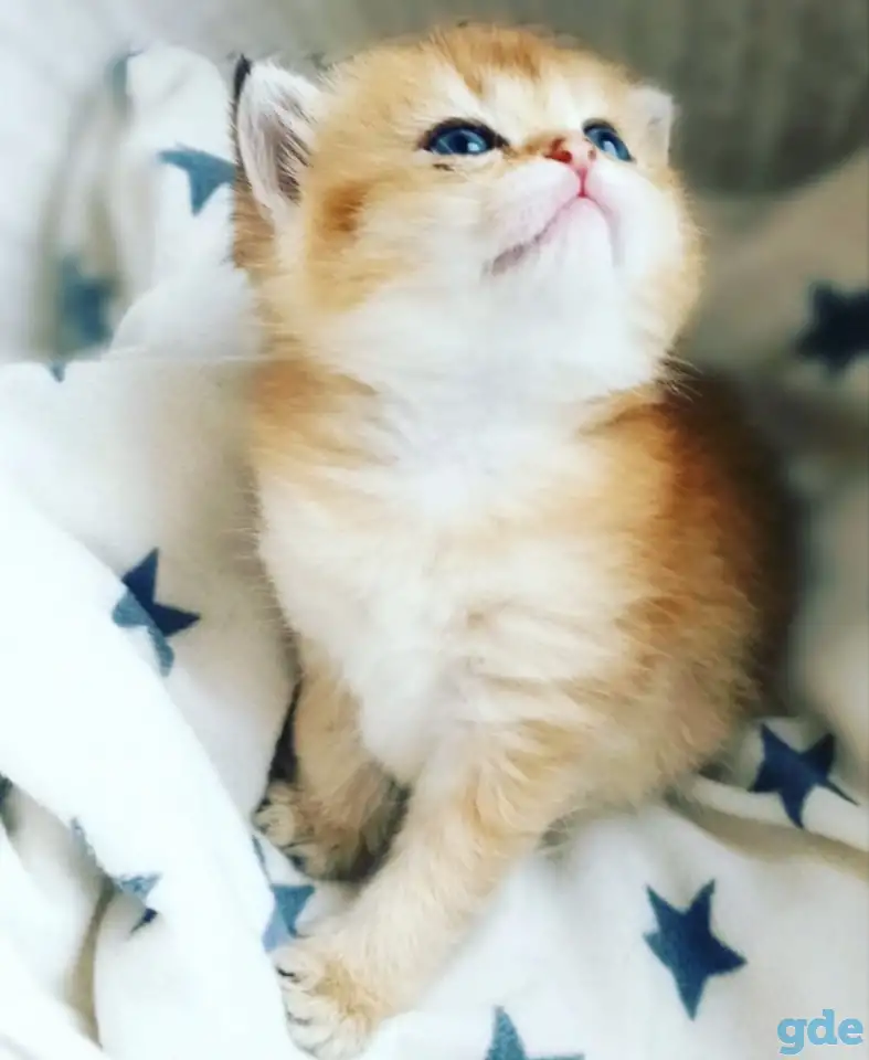 ЗОЛОТАЯ ШИНШИЛЛА шотландские котята, фотография 1