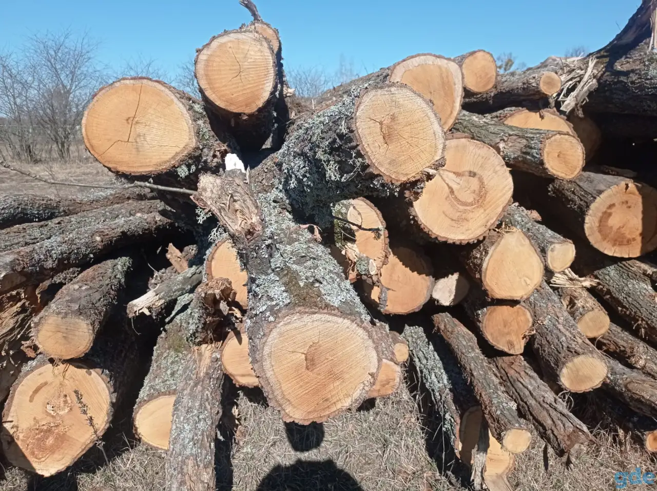 Продам дуб кругляк, фотография 3