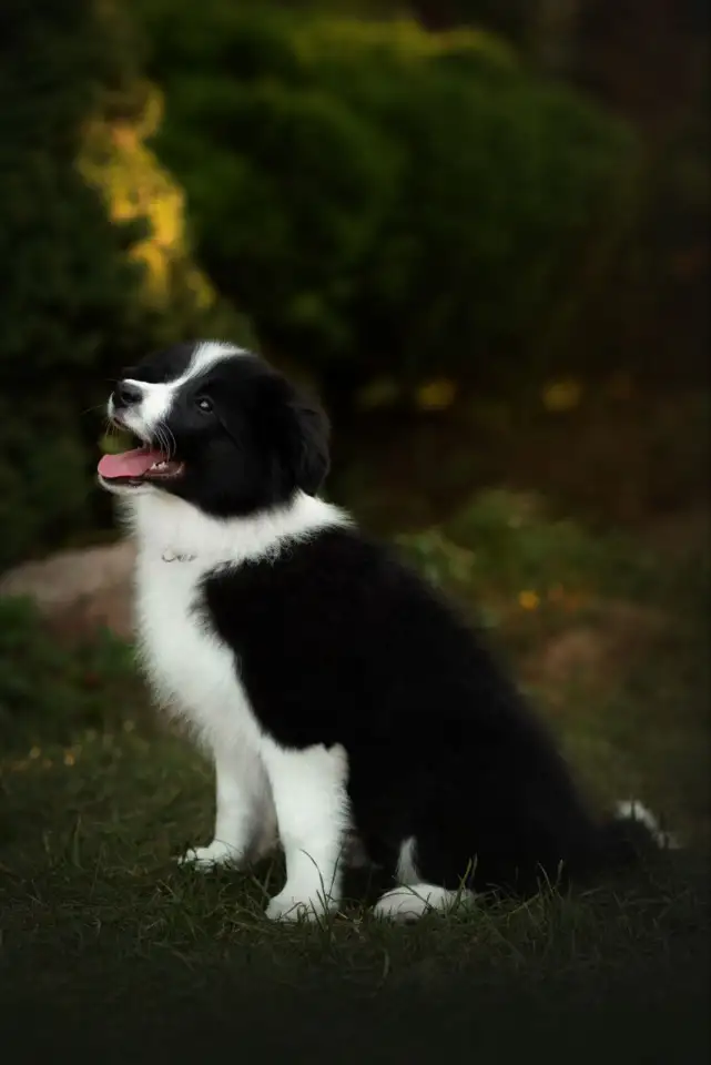 Продаются щенки Бордер-Колли, фотография 7