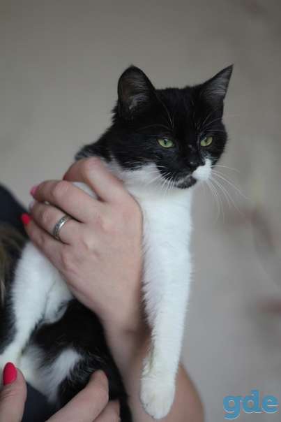 Котенок ищет дом, фотография 2