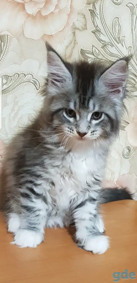 Кошечки мейн-кун, фотография 5