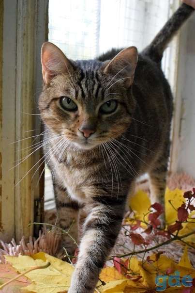Котик ищет дом, фотография 1