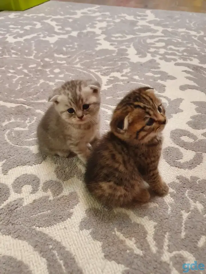 Котята, фотография 11