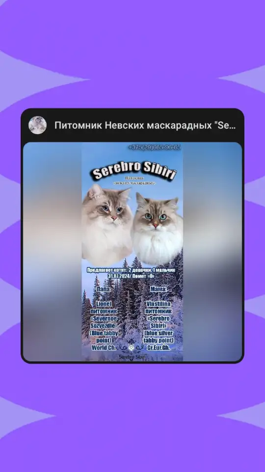 невские маскарадные котята-резерв, фотография 9