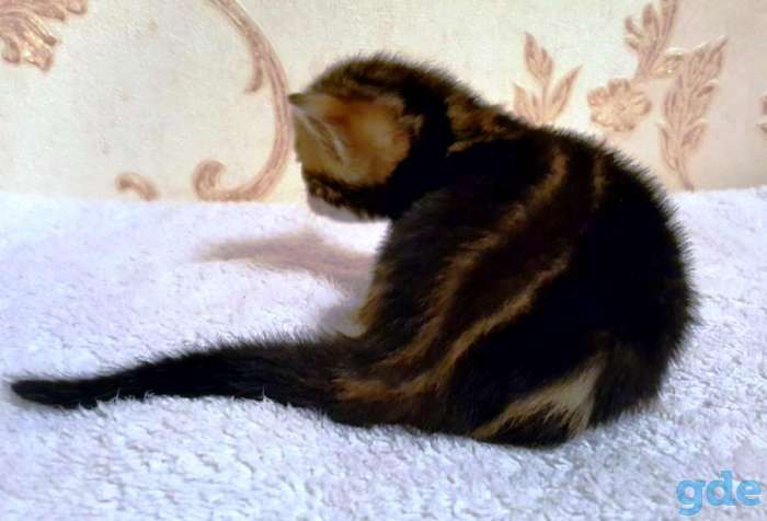 Питомник бенгальских кошек., фотография 9