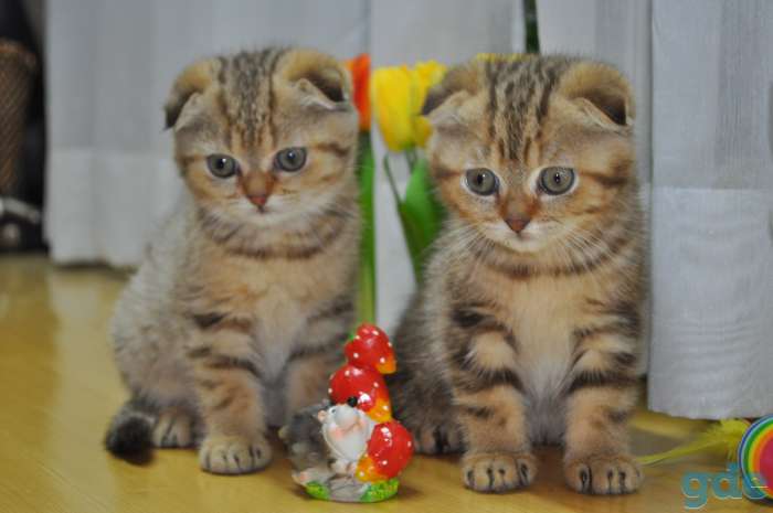 Шотландские котята, фотография 2