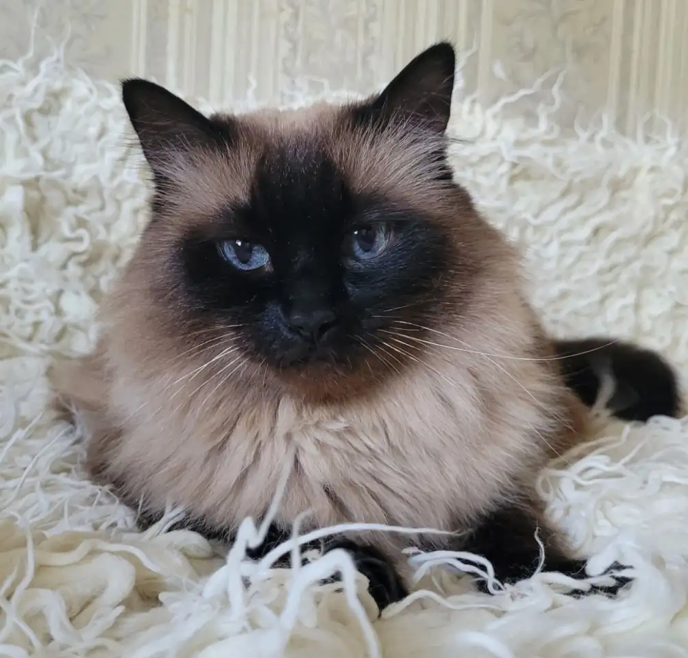 Кошка Ирма, кастрирована., фотография 9