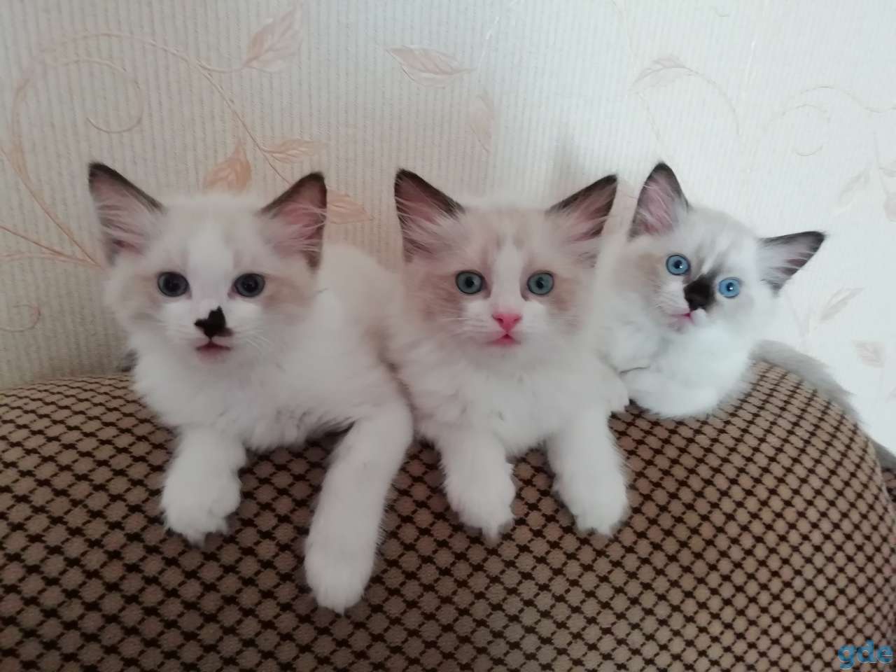 Котёнок Рэгдолл в любящую семью, фотография 1