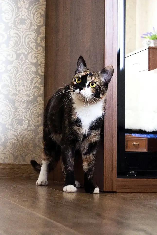Кошка Клёпа. Клеопатра. Кастрирована., фотография 5
