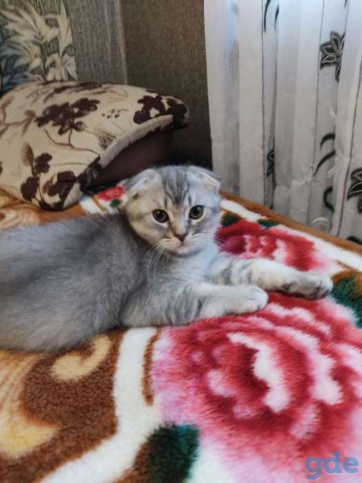 Шотландские котята, фотография 10