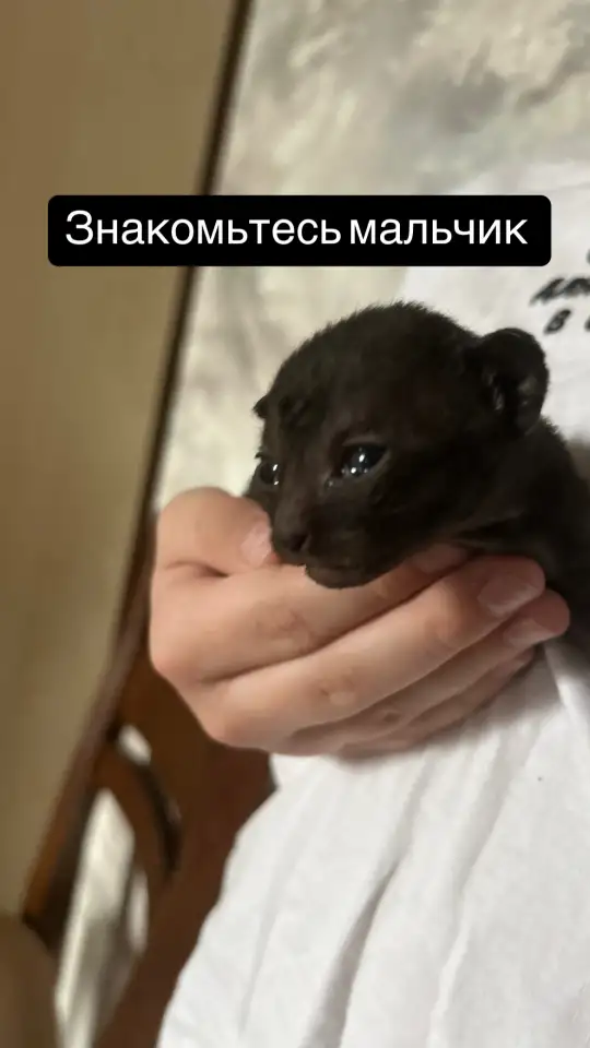 Породный Корниш-рекс, фотография 5