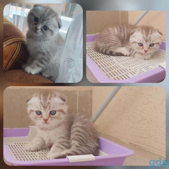 Шотландские котята, фотография 1