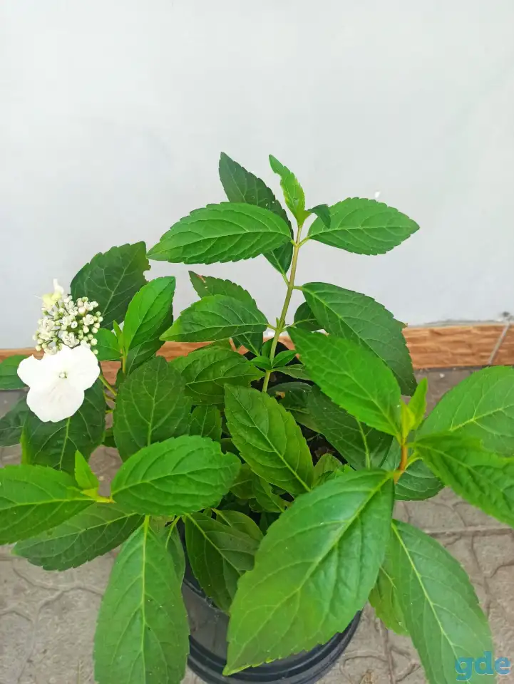 Продажа гортензий, фотография 2