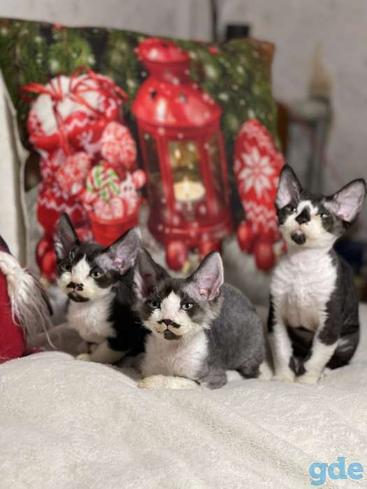 Котята девон рекса, фотография 5