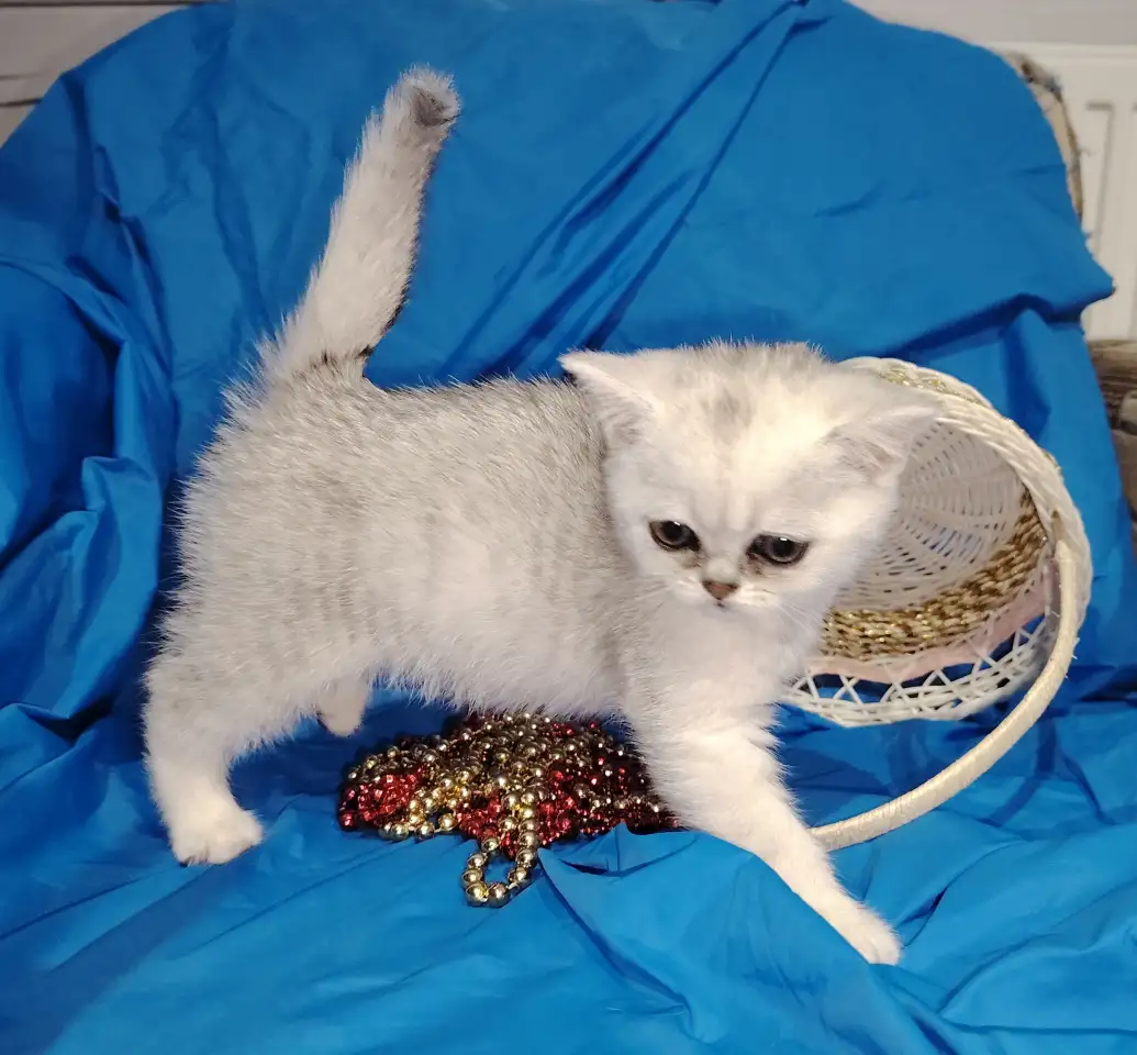 Шотландские котята., фотография 2