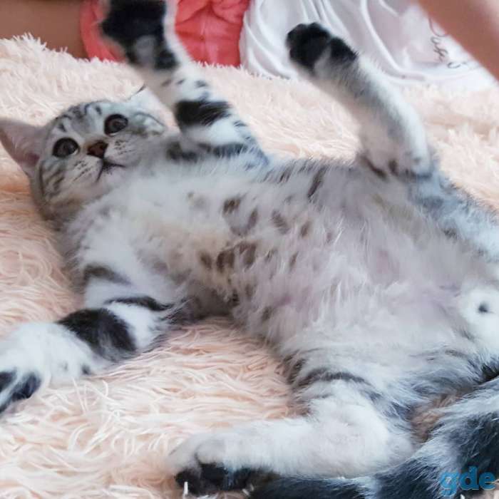 Щотланский котик., фотография 3