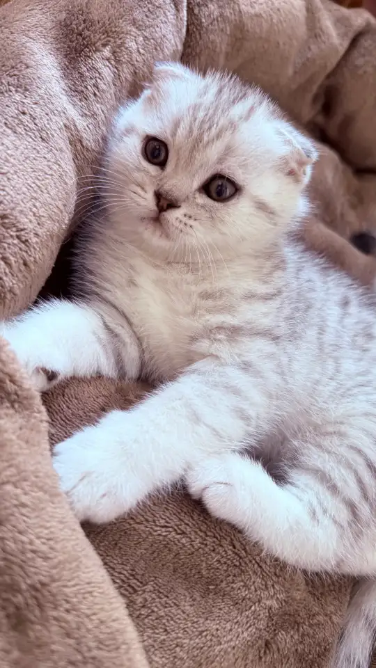 Шотландский вислоухий котенок, фотография 3