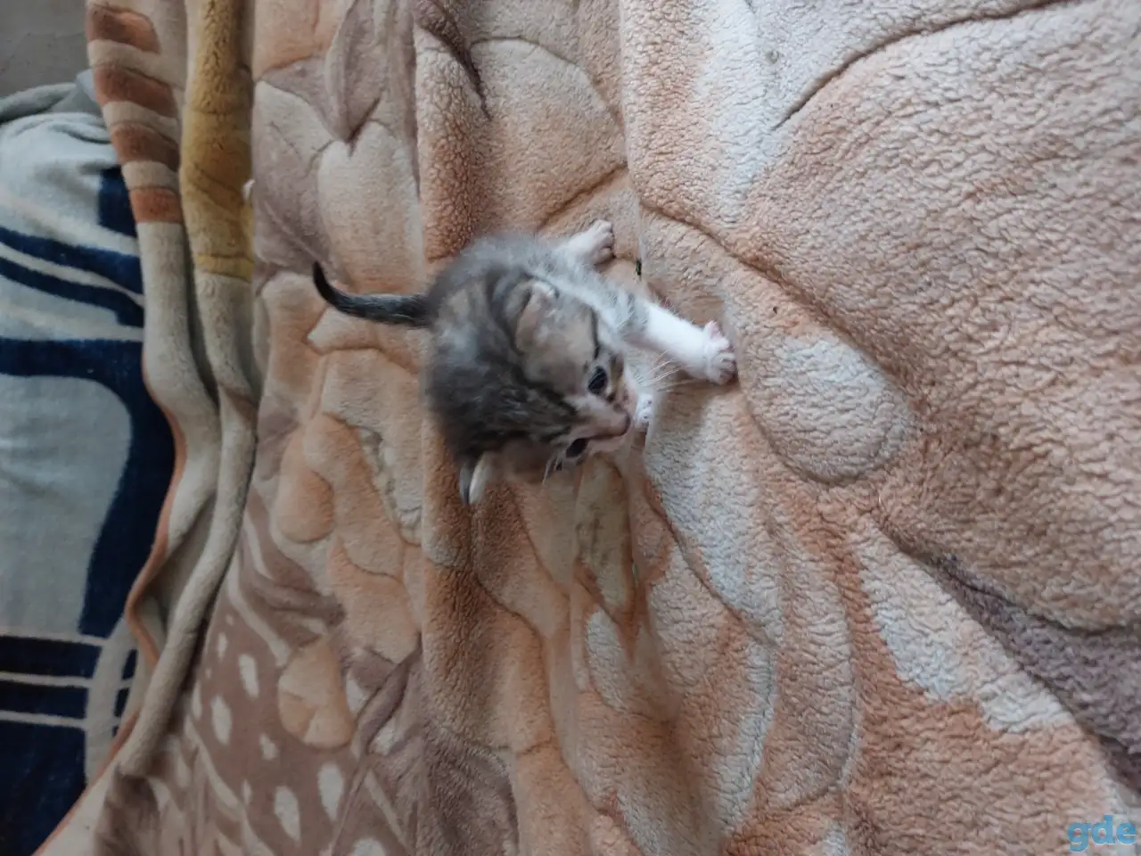 Котята в дар, фотография 9