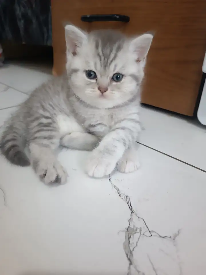 Котята, фотография 5