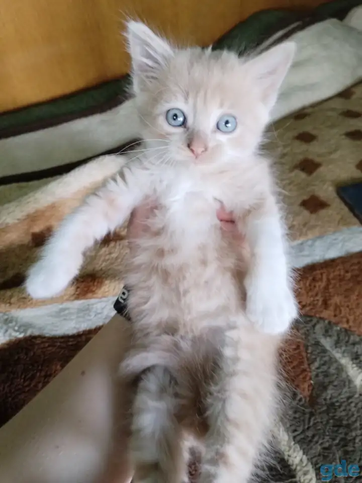 Котята, фотография 1