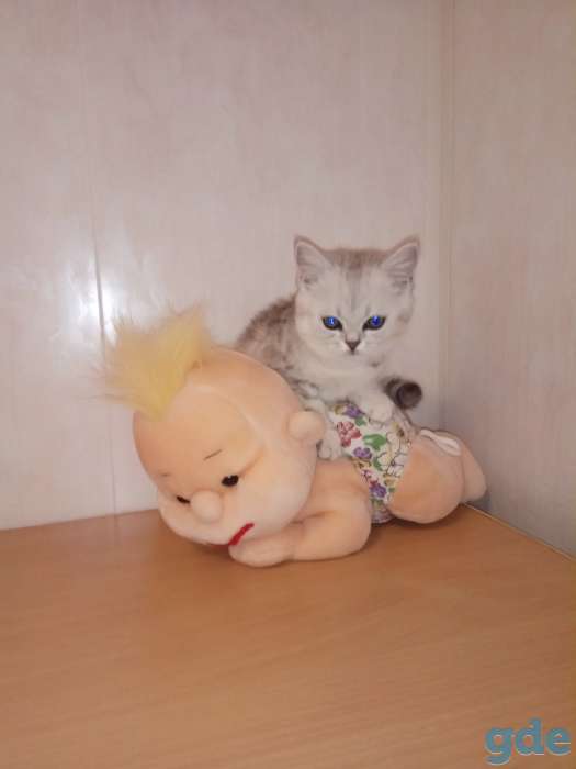 Продать котята разных окрасов, фотография 4