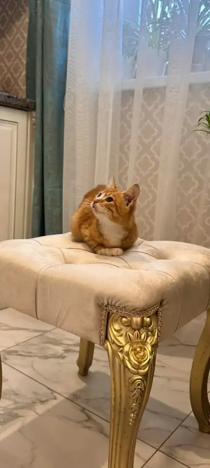 В дар ласковый прекрасный котёнок-мальчик Златик, фотография 12