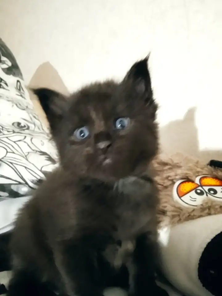 Продам, фотография 4