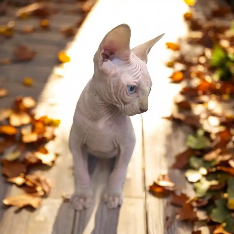 Котята канадского сфинкса, фотография 5
