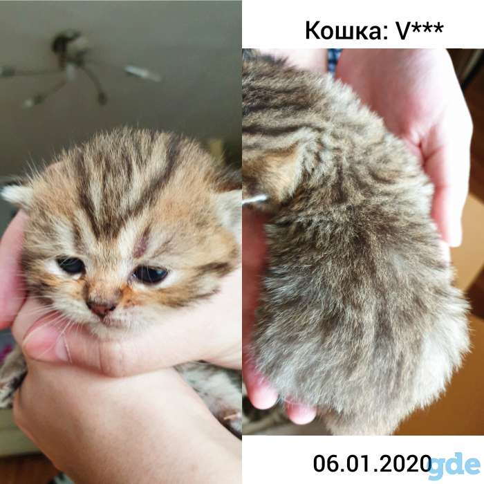 БРОНЬ котята британская короткошерстная, фотография 4