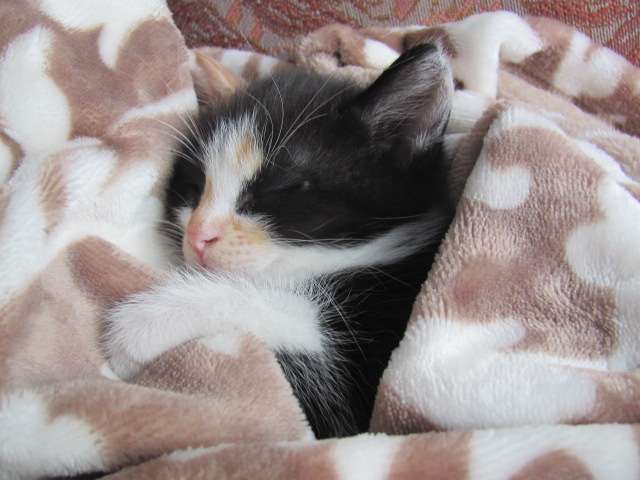 Бесплатно котенок, фотография 3