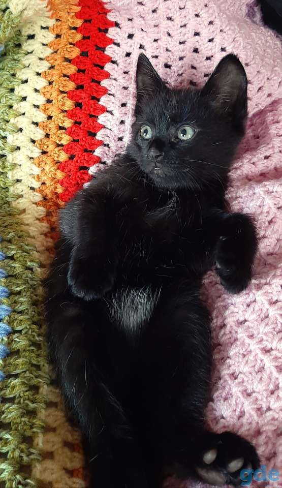 Котята в хорошие руки, фотография 7