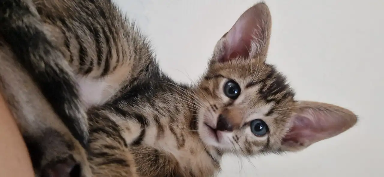 Ориентальные котята, фотография 2