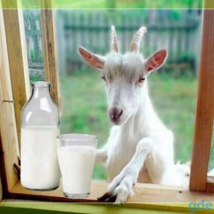 Козье молоко и молочная продукция., фотография 1