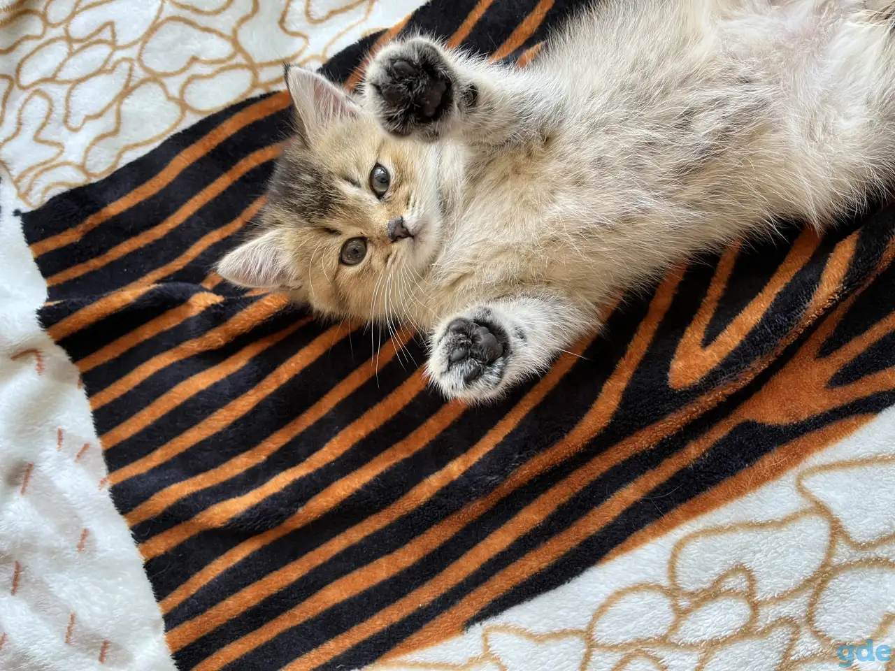Котята Шотландские вислоухие, фотография 3