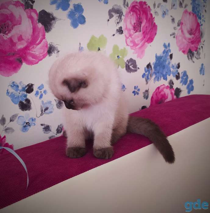 Шотландские котята, фотография 5