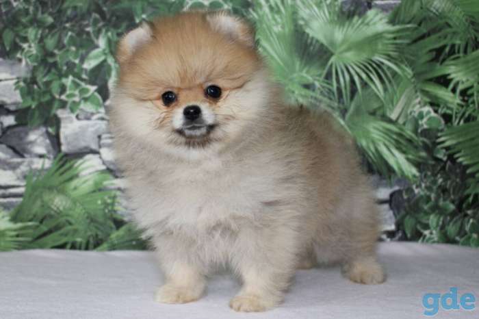 померанский шпиц, фотография 3