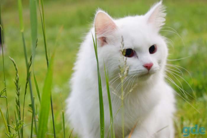 Котята красавцы ищут дом!, фотография 2
