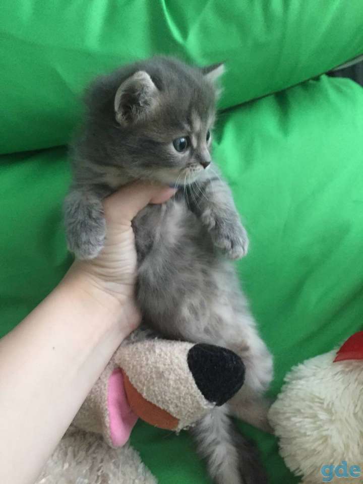 Котёнок, фотография 2