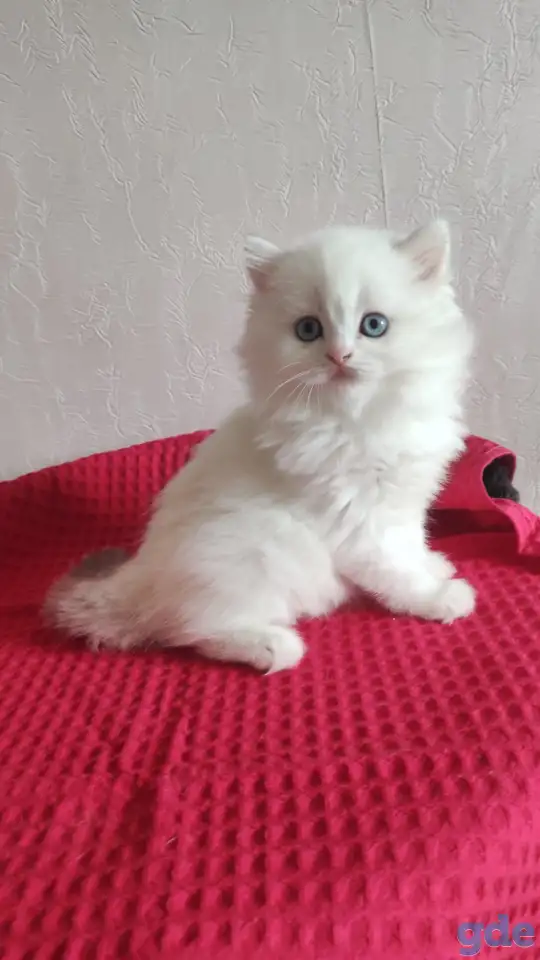 Шотландские котята с голубыми глазами, фотография 4